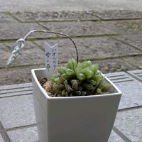 ハオルチ,花芽,自宅,玄関の画像