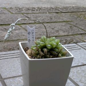 ハオルチ,花芽,自宅,玄関の画像