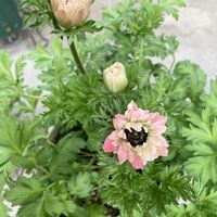 アネモネ,アネモネ　デカン,アネモネ　デカン,八重咲きアネモネ　ポルトダブルピンク,八重咲きアネモネ　ポルトダブルピンクの画像