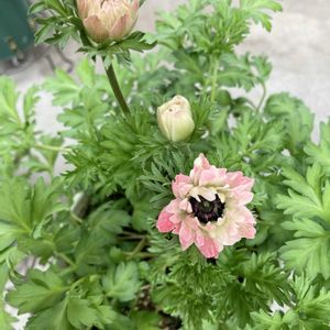 アネモネ,アネモネ　デカン,アネモネ　デカン,八重咲きアネモネ　ポルトダブルピンク,八重咲きアネモネ　ポルトダブルピンクの画像