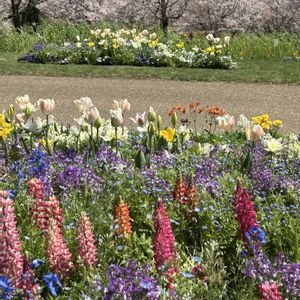 植物のある暮らし,里山ガーデン,桜とコラボ,花友さんに感謝,G,Sの皆さんに感謝の画像