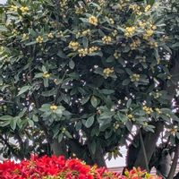 月桂樹,ツツジの画像