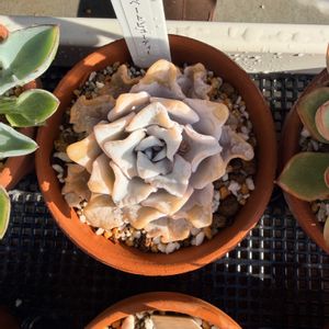 多肉植物,エケベリア属,多肉生活,多肉のある暮らし,多肉女子の画像