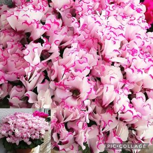 シクラメン,花のある暮らし,いただきもの,「戦争のない、平和な世界に」,ベランダの画像