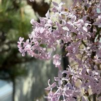サクラ,ツバキ,ライラック,千葉県,桜の季節の画像
