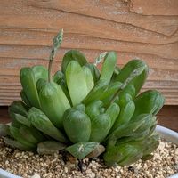 花芽,自宅,ハオルチさん,玄関の画像