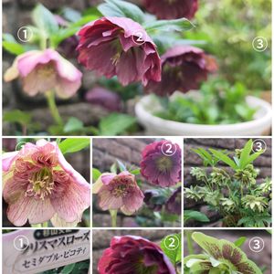 クリスマスローズ,クリスマスローズ　濃姫,クリスマスローズ　セミダブルピコティ,꒰ღ˘◡˘ற꒱かわゅ~,花のある暮らしの画像