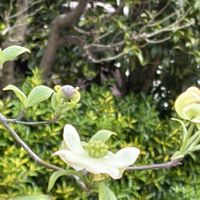 ハナミズキの画像