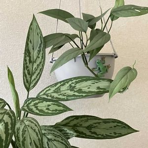 アグラオネマ・シルバークイーン,エピプレムナム・ピナツム セブブルー,6日はカエルの日,三ツ星品質モニター,エピプレムナムモニターの画像