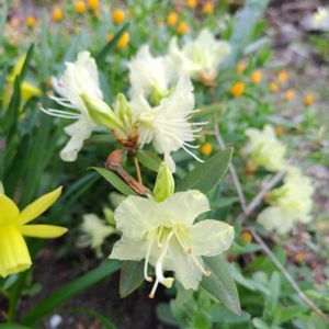 ヒマラヤユキノシタ,匂い水仙,ヒュウガミズキ（日向水木）,ヒカゲツツジ（日陰躑躅）,地植えの画像