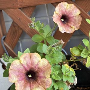 バルコニー/ベランダの画像