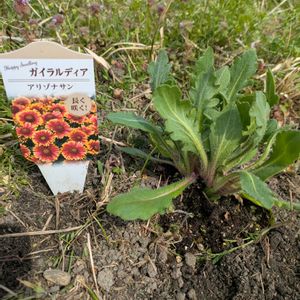 雑草,日記,こぼれ種,自己流,無農薬の画像