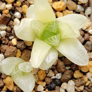 ハオルチア,オブツーサ錦,hyb,育成ライト,多肉植物の画像