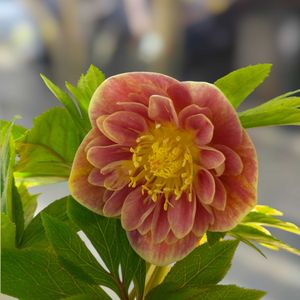 クリスマスローズ,ガーデニング,マイガーデン,花のある暮らし,クリスマスローズ愛同盟の画像