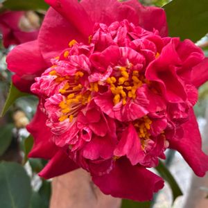 花のある暮らし,猫大好き,小さな庭の画像