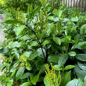 クチナシ,ジュラン
(樹蘭)の画像