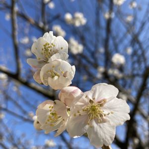 青空,開花中,色合い♡,庭の画像