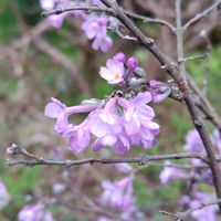 プリムラ,八重咲き水仙,イチリンソウ(一輪草),地植え,かわいい花の画像