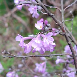プリムラ,八重咲き水仙,イチリンソウ(一輪草),地植え,かわいい花の画像