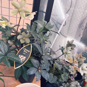 クリスマスローズ,ベランダの画像