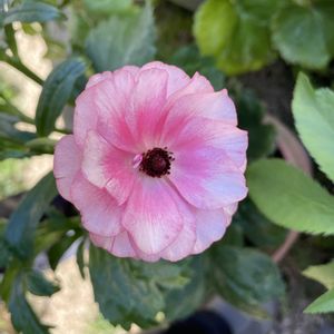 ラナンキュラスラックス,花のある暮らし,ガーデ二ングの画像