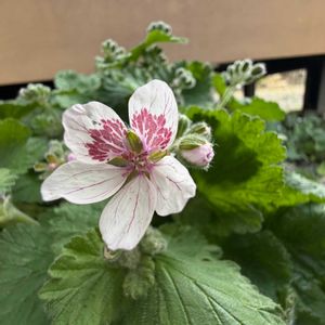 エロディウム・ペラルゴニフォーラム,癒し,花のある暮らし,勝手口,われら17年組の画像