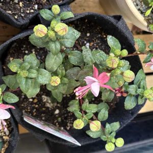 フクシア プーニー,ベランダの画像