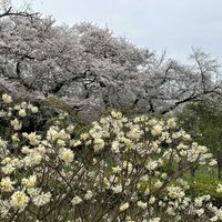 ハナズオウ,ハナズオウ,ミツマタ,ミツマタ,キブシの画像