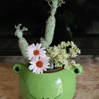 ミニ胡蝶蘭,多肉植物,ベランダガーデン,癒し,春爛漫！の画像