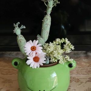 ミニ胡蝶蘭,多肉植物,ベランダガーデン,癒し,春爛漫！の画像