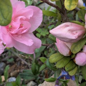 癒し,美しい,季節を楽しむ,花が好き,咲いたの画像