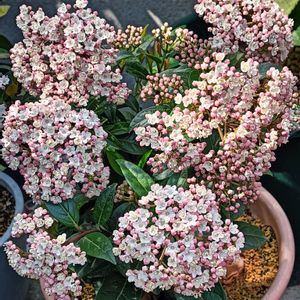 鉢植え,花のある暮らし,楽しみです,私の癒やし,部屋の前の画像