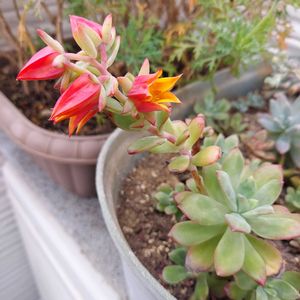 ミニベル,多肉植物,ベランダ多肉,花のある暮らし,みどりのある暮らしの画像