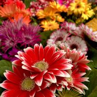 ガーベラ,ダリア,ボロニア,マーガレット,オステオスペルマムの画像
