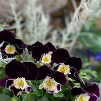 ハナミズキ,横浜セレクション フェアリープリンセス,寄せ植え,癒しのお花,愛の花♡の画像