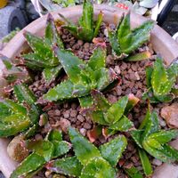 アロエ,ハートカズラ,ラベンダー,アロエ 不夜城,スノー・ドロップの画像