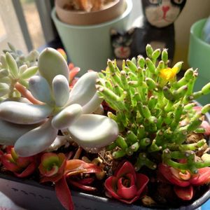 可愛い,緑のある暮らし,色あざやか,癒し系,リビング・ダイニングの画像