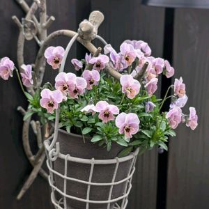 花のある暮らし,ビオラ・パンジー,おうち園芸,小さな庭の画像
