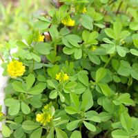 アネモネ,チューリップ,ノースポール,クスダマツメクサ（薬玉詰草）,鉢植えの画像