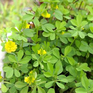 アネモネ,チューリップ,ノースポール,クスダマツメクサ（薬玉詰草）,鉢植えの画像