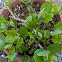 アナベル,ピンクのアナベル2,アナベルミディピンク,アナベルグランデ　クリーム,PWの画像