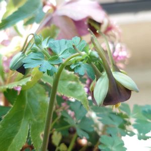 アキレギア,可愛い,花のある暮らし,癒し系,シックな色合いの画像