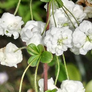 花のある暮らし,ありがとう❤️,可愛い花,今朝の様子,お花だい好きの画像