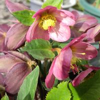 カロライナジャスミン,クリスマスローズ,ライスフラワー,紫木蓮,地植えの画像