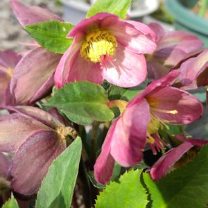 カロライナジャスミン,クリスマスローズ,ライスフラワー,紫木蓮,地植えの画像