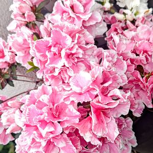 アザレア,花のある暮らし,植中毒,花自慢,春だ〜〜〜の画像