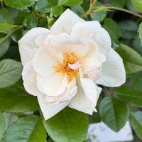 花壇,花だよりの画像