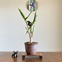 ムサシアブミ,ムサシアブミ,盆栽,小品盆栽,ミニ盆栽の画像