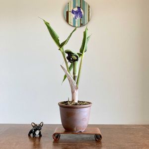 ムサシアブミ,ムサシアブミ,盆栽,小品盆栽,ミニ盆栽の画像