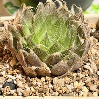 オブツーサ,チューリップ,チューリップ,ハオルチア,ハオルチア羽衣の画像